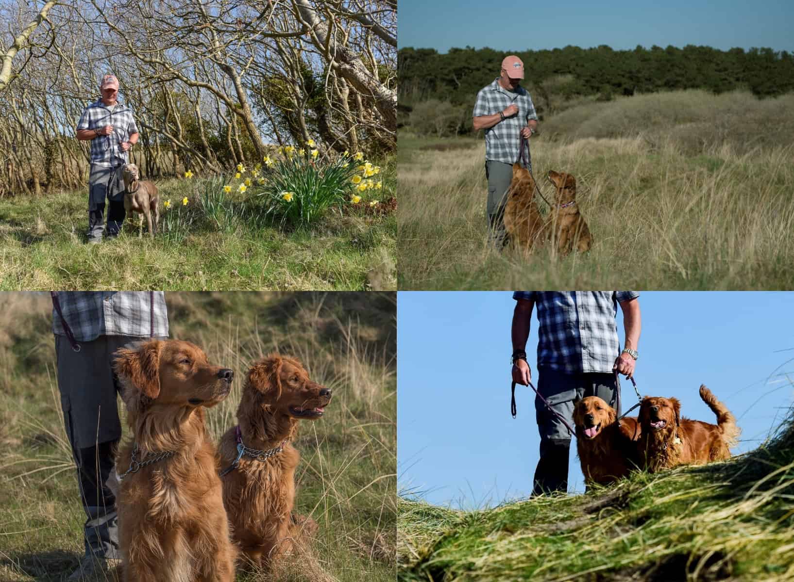 About me page 2 Dog Training